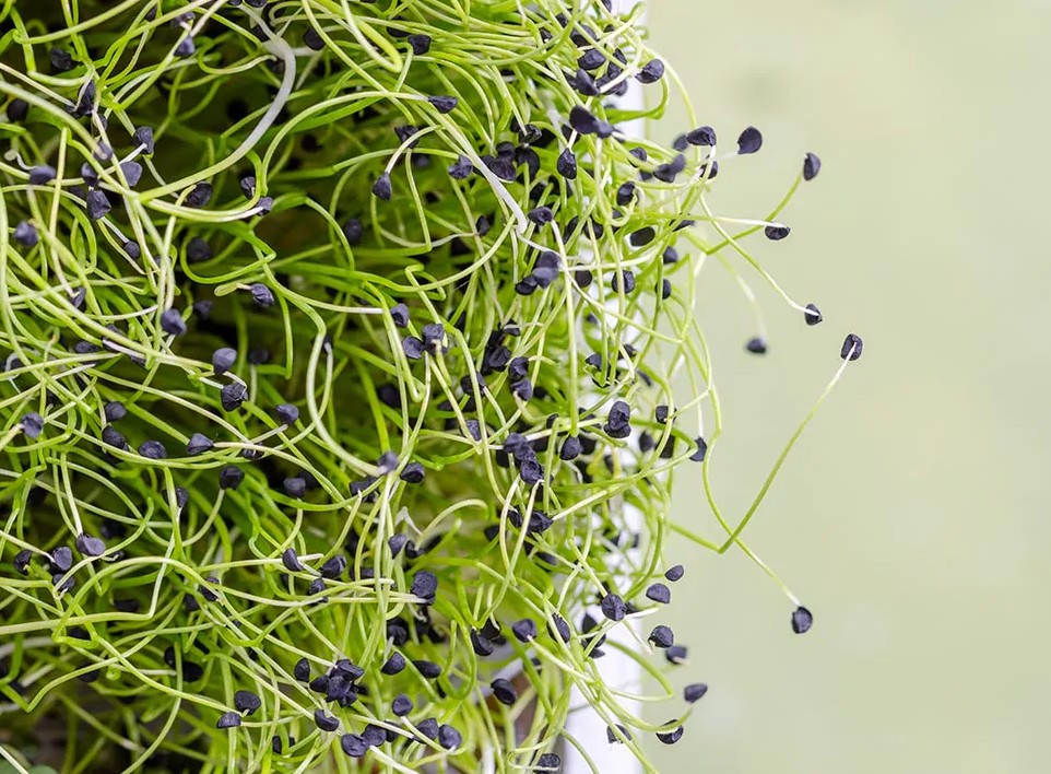 How sustainability is influencing the way restaurants do business