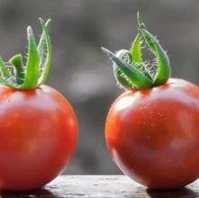 Long Term Sustainability Projects: Better Support for the Food Chain